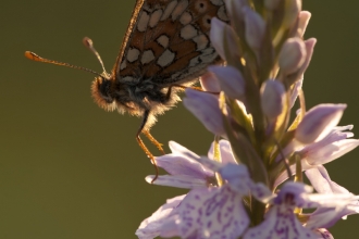 Marsh fritillary butterfly on an orchid