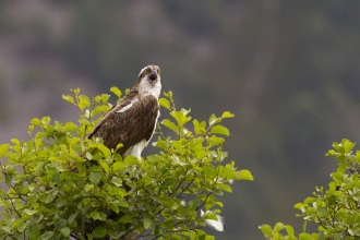 Osprey