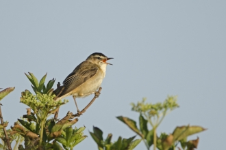 song bird - david tipling - 2020VISION