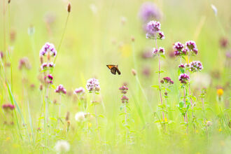 A small brown and orange butterfly flits between tall Pink Flowers, surrounded by pale green vegetation and other wildflowers in the background.