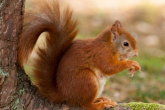Red squirrel - Mike Snelle