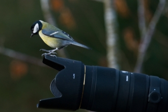 bird on camera - Bob Coyle