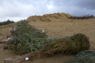 christmas trees - Damian Waters - 2020vision