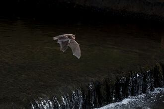 A bat flying from left to right, at night, it's wings fully stretched on a down beat. Above a very dark body of water, with a very small waterfall bottom and right of the picture.