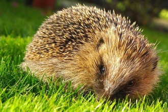 hedgehog - Gillian Day.