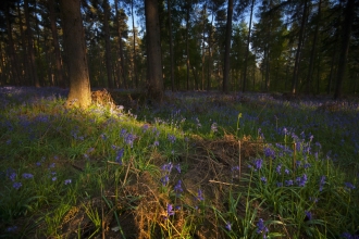 spring forest - Neil Aldridge.