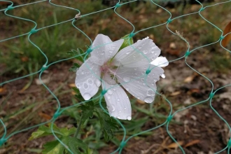 tyfu mon first flower