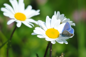 Common blue butterfly on oxeye daisy (c) Amy Lewis
