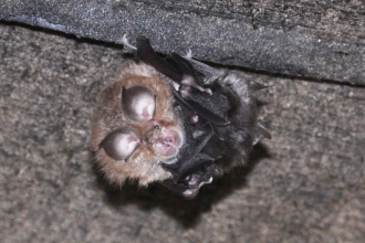 Lesser horseshoe with young at Gwaith Powdwr nature reserve