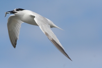 Tern