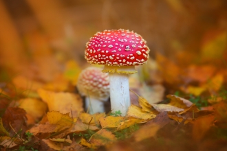 A close up of a bright red mushroom with a white stem and white spots on the cap. A perfect fairytale toadstool. With another smaller mushroom just behind it and surrounded by vibrant orange leaves on the woodland floor.