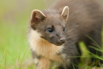 Pine Marten, Terry Whittaker - 2020vision