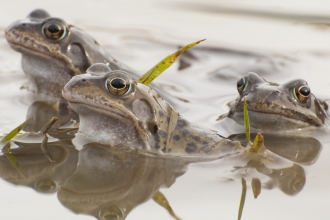 common frogs, Katrina Martin - 2020vision