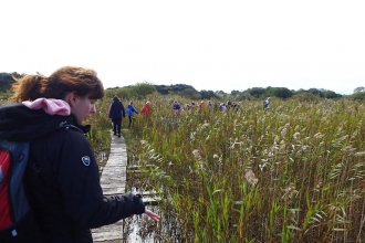 Cors Goch nature reserve board walk