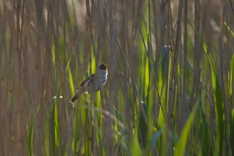 A Reed warbler, a small song bird with pale underside and dark brown head and wings, sits in a reedbed and sings.