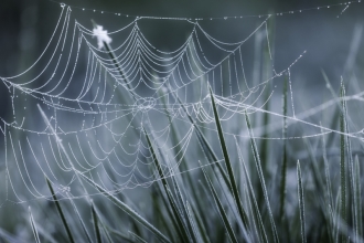 spiders web in frost, Guy Edwardes - 2020vision