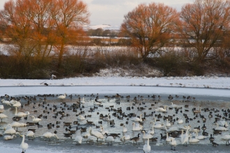 winter wading birds, Rob Jordan - 2020vision