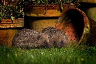 Hedgehogs_Jon Hawkins - Surrey Hills Photography.jpg