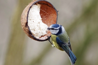 Blue tit at feeder