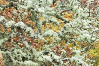 Lichen covered branches in canopy of oak woodland_Guy Edwardes 2020Vision