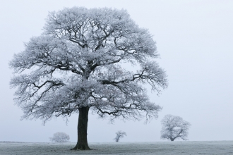 A large oak tree dominates the left side of the picture, it has no leaves but it's smaller branches are covered in frost or snow, with the dark thicker branches and trunk contrasting against the white canopy. The ground is an off white of snow on grass, and the sky is white with a frost fog. There are 3 much smaller trees in the background, much further away in the field, and fading slightly into the mist.