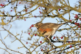 A redwing, a small songbird with orange/ red sides, mainly brown body and wings, and white belly and horizontal stripe above the eye. Sitting in a hawthorn tree with no leaves but lots of bright red berries dotted on each branch. The redwing has a single berry in it's open beak and it's tongue is just visible. The sky between the bare branches is a pale blue winter shade.