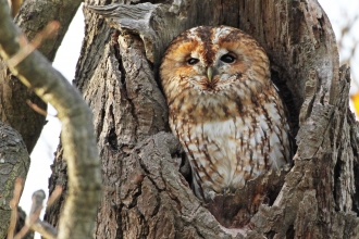 Tawny Owl (c) Margaret Holland