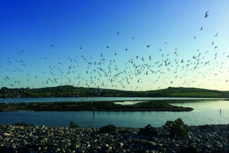 Terns at NWWT Cemlyn nature reserve