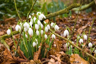 Snowdrops