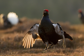 A male black Grouse mid air as it jumps while displaying for females, wings spread with early dawn light catching it's feathers.