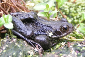 Common frog in pondweed _ Richard Burkmar.