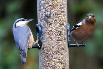 A close up of a bird feeder full of seeds. On the left perch is a nuthatch, a small bird with grey wings, yellow chest and a black eyestripe. On the right perch is a Chaffinch, with a brown breast, grey cap, and white and black bars on the wing.