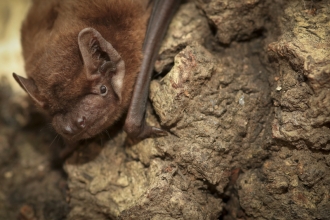 Noctule bat _ Tom Marshall.