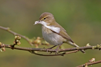 Willow warbler