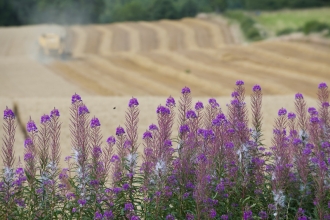 flowers in field margins of farmland_ Paul Harris- 2020vision.