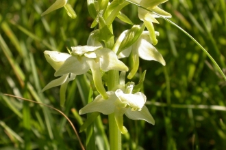 A Greater butterfly orchid, with whitish-green flowers that have spreading petals and sepals - a bit like the wings of a butterfly.