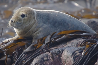 A grey seal pup, with mottled pale head, darker body fur, and large black eyes. It sits hauled out on some rocks covered in lengths of dark thick seaweeds.