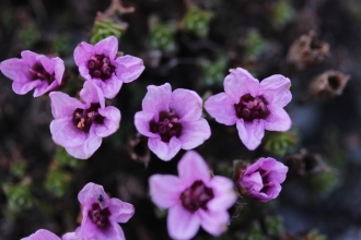Purple_Saxifrage_Bjorn S