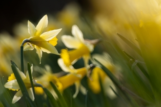 Wild daffodil