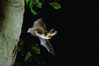 A small brown bat with large rounded ears, at least a third of it's body length, and wings spread wide as it leaps from the tree on the left side of frame. The background is pitch black as it is night, with a few branches of green leaves coming in from the left where the tree is.