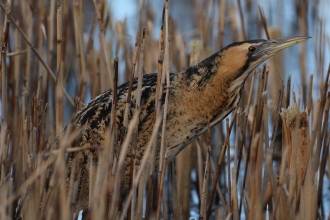 Bittern in a reed bed by Tim Stenton