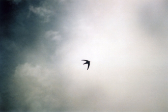 A swift, a small bird with scythe shaped wings, silhouetted against a bright white cloudy sky.