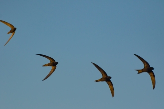 swifts by volunteer Gary Eisenhauer