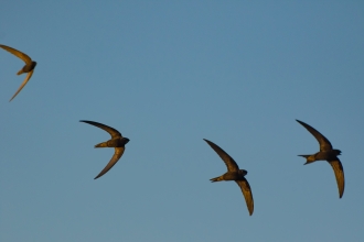 A group of four swifts, small dark birds with scythe shaped wings, in flight at dusk.