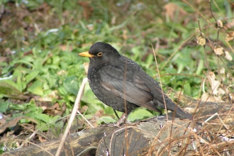 blackbird