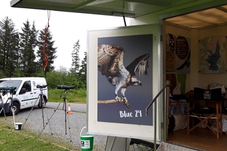 An open trailer with information posters, flyers etc hung everywhere. A large poster featuring an osprey labelled Blue 24 is most prominent. Beside the trailer a collection of scopes are set up on tripods at the edge of a path, with a van and trees in the background.