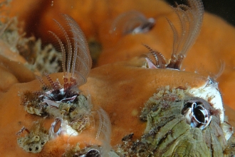 Barnacles in sponge fleet by Paul Naylor www.marinephoto.co.uk.