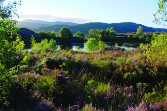 Cors Bodgynydd Nature Reserve
