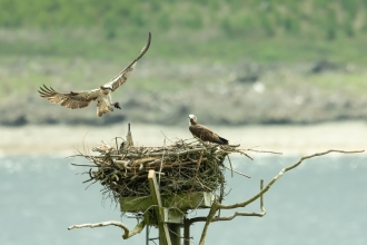 osprey