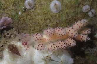 Doto coronata (a sea slug/môr-wlithen)